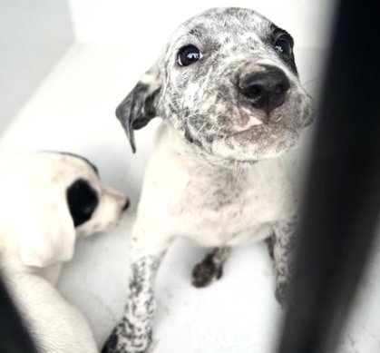 A657952 - Australian Cattle Dog/Blue Heeler available for adoption
