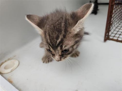 A655527 - Domestic Short Hair available for adoption