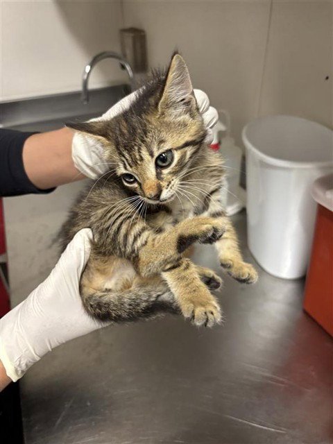 A658630 - Domestic Short Hair available for adoption