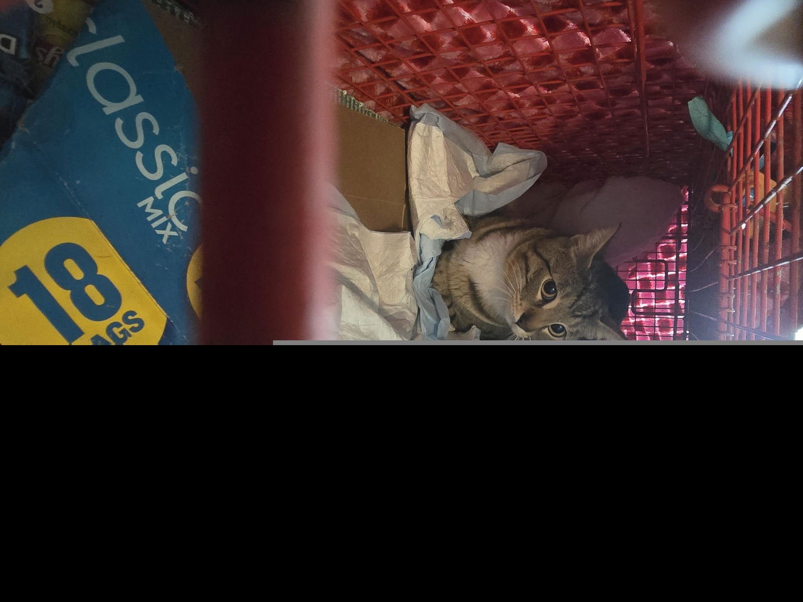 A650518 - Domestic Short Hair available for adoption