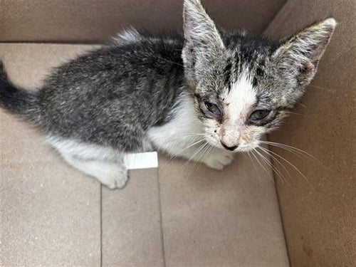 A661706 - Domestic Short Hair available for adoption