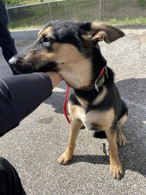 A658547 - German Shepherd Dog available for adoption