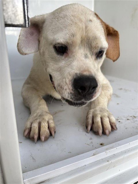 A585179 - American Bulldog available for adoption