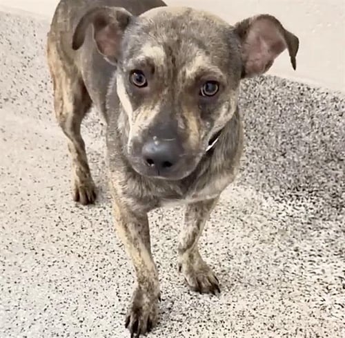 TITO - Chihuahua / Dachshund available for adoption
