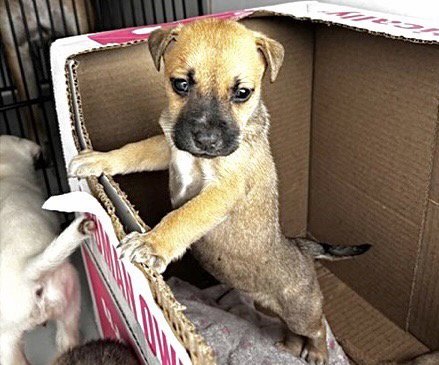 A659537 - Black Mouth Cur / Pit Bull Terrier available for adoption