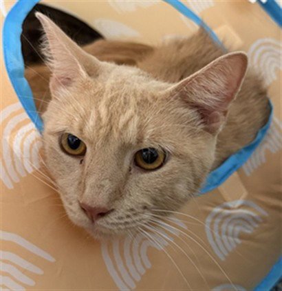 CHASE - Domestic Short Hair available for adoption