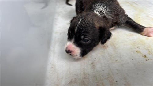 A657312 - Australian Kelpie available for adoption