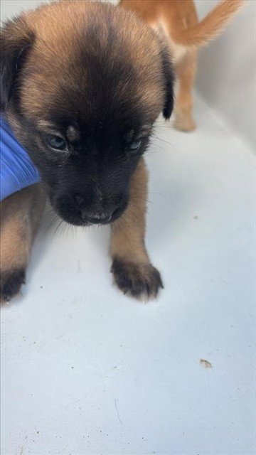 A661733 - Labrador Retriever available for adoption