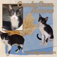 CANDY CORN - Photo 1