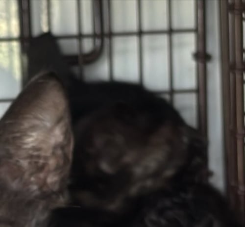 A659563 - Domestic Short Hair available for adoption