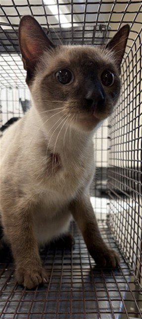 A660182 - Siamese available for adoption