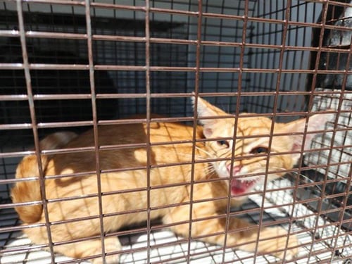 A660601 - Domestic Short Hair available for adoption