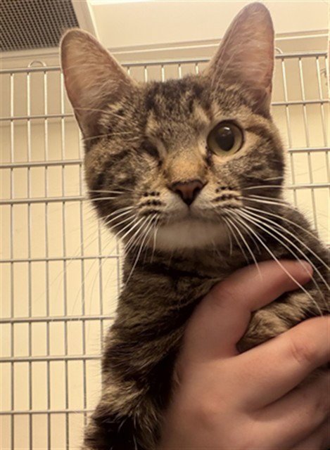 IRIS - Domestic Short Hair available for adoption