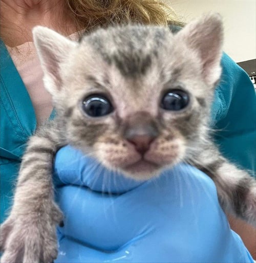 PERIWINKLE - Domestic Short Hair available for adoption
