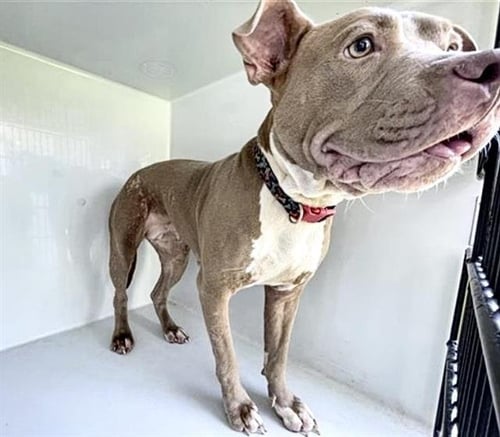 MISS TEXAS - Pit Bull Terrier available for adoption