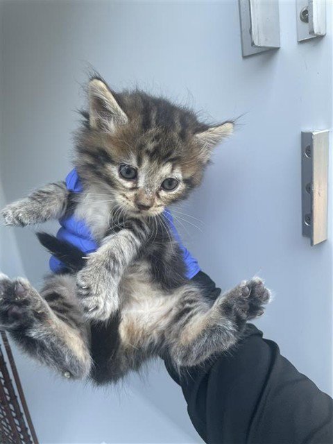 A662354 - Domestic Medium Hair available for adoption