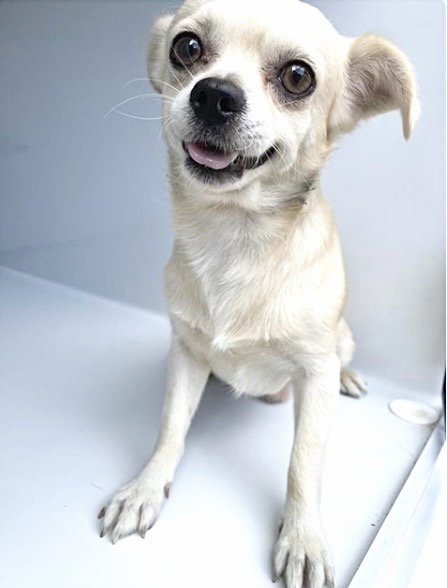 A660543 - Chihuahua available for adoption