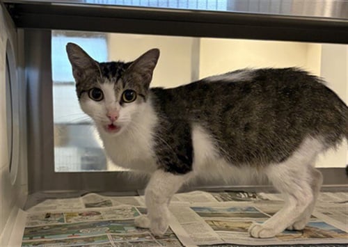A662791 - Domestic Short Hair available for adoption