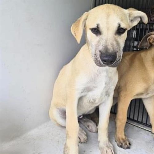 GROMIT - Labrador Retriever available for adoption