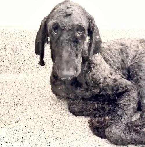 A660544 - Puli available for adoption