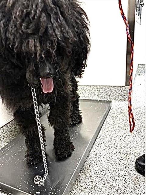 A660544 - Puli available for adoption