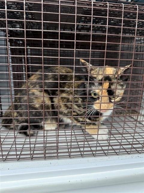 A660978 - Domestic Short Hair available for adoption