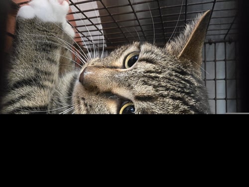 PAWS - Domestic Short Hair available for adoption