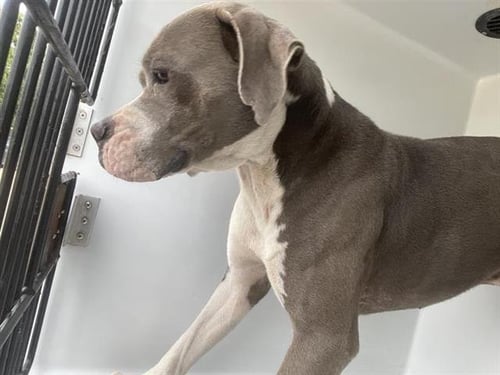 A657949 - Staffordshire Bull Terrier available for adoption