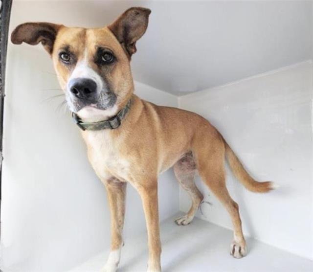 OTIS Image