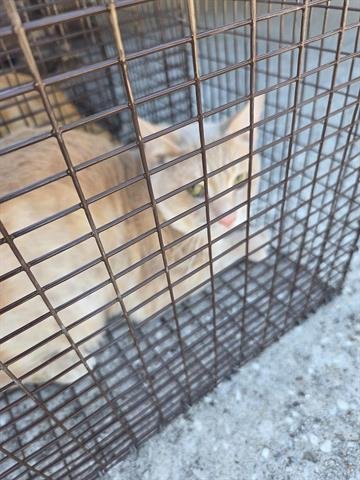 2 - Domestic Short Hair available for adoption