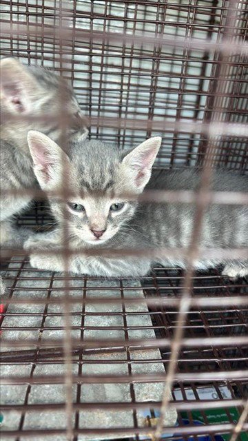 A660834 - Domestic Short Hair available for adoption