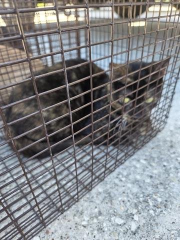 15 - Domestic Short Hair available for adoption