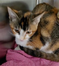 POLLY - Photo 1