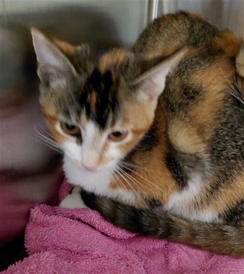 POLLY - Domestic Short Hair available for adoption