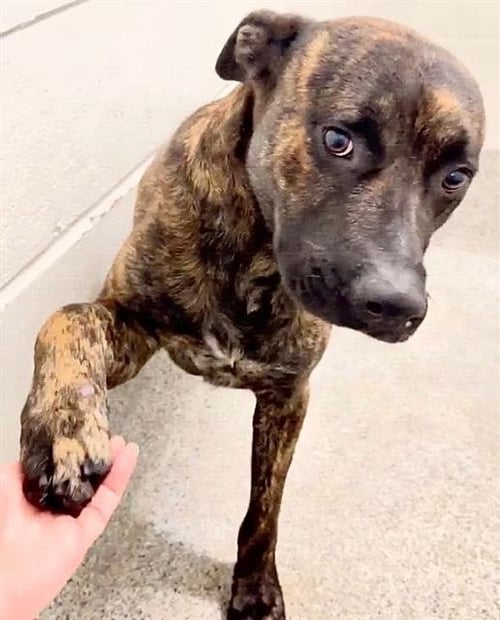 BENTLEY - Pit Bull Terrier available for adoption