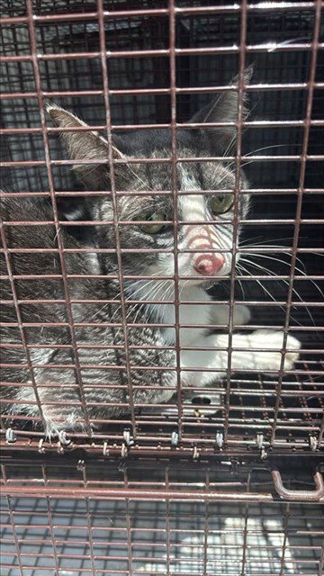 A660439 - Domestic Short Hair available for adoption