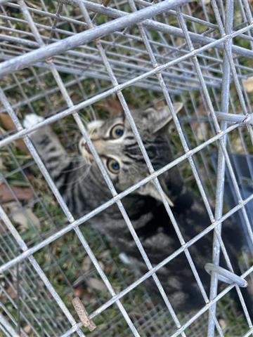 A650284 - Domestic Short Hair available for adoption