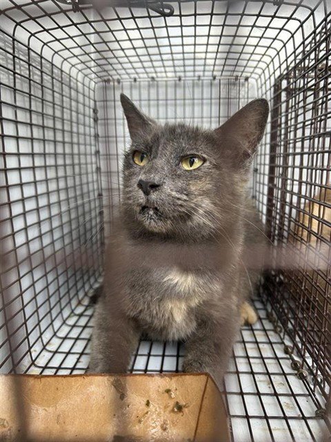 A661190 - Domestic Short Hair available for adoption