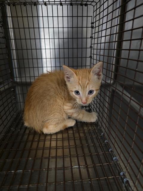A657823 - Domestic Short Hair available for adoption