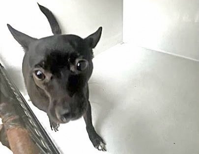 A662697 - Chihuahua available for adoption