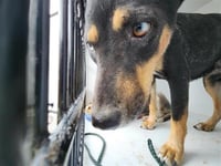 DOTTIE - Photo 1