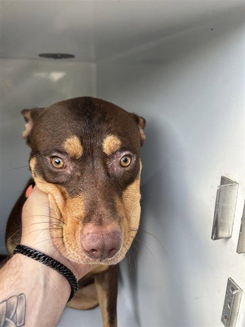 A657668 - Doberman Pinscher available for adoption