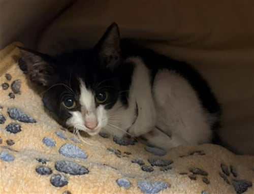 POPTART - Domestic Short Hair available for adoption