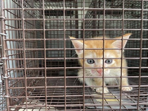 TANGERINE - Domestic Short Hair available for adoption