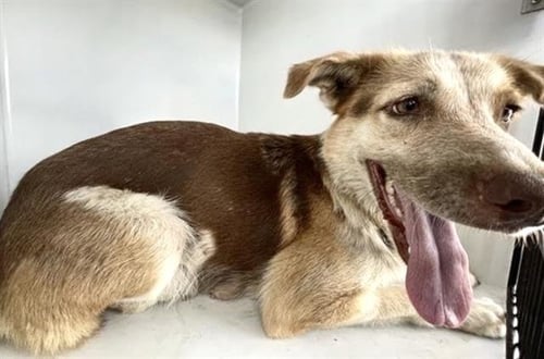 A660422 - German Shepherd Dog available for adoption