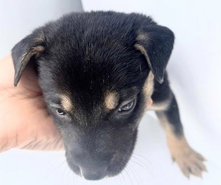 RALLO - Labrador Retriever available for adoption