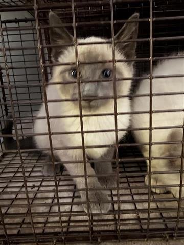A650442 - Siamese available for adoption