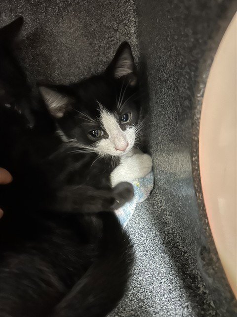 A657512 - Domestic Short Hair available for adoption