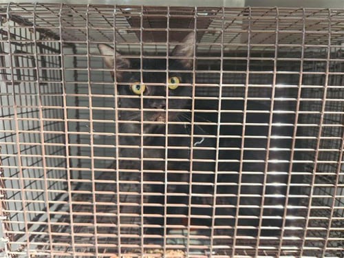 A660598 - Domestic Short Hair available for adoption