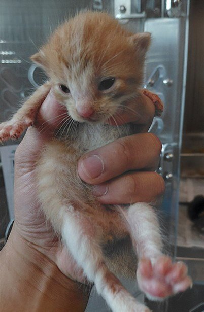 A661666 - Domestic Short Hair available for adoption